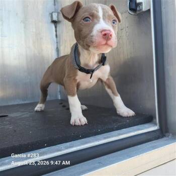 BROOK -  American Staffordshire Terrier Dog for Adoption in San Antonio, Texas - BROOK | PetCurious