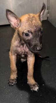 BARBIE -  Belgian Shepherd Malinois Dog for Adoption in San Antonio, Texas - BARBIE | PetCurious