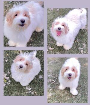 Maltese and Poodle Dogs Available for Adoption in Columbus, Ohio - Titan | PetCurious
