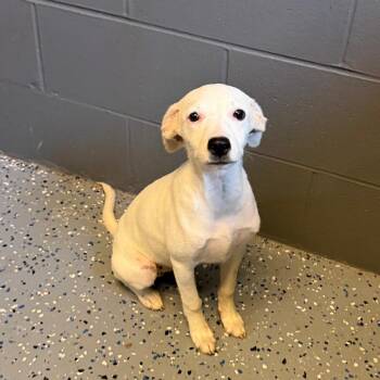 TUSC-Stray-85599 -  Dalmatian and Mixed Breed Dog for Adoption in Tuscaloosa, Alabama - TUSC-Stray-85599 | PetCurious