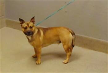 CHACO -  Pit Bull Terrier Dog for Adoption in Las Vegas, Nevada - CHACO | PetCurious