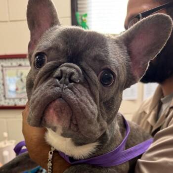 Hoss -  French Bulldog Dog for Adoption in Lake Panasoffkee, Florida - Hoss | PetCurious