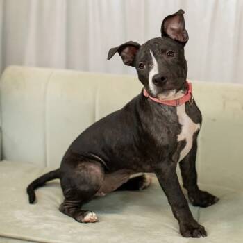 Rescue Pit Bull Terrier Dogs for Adoption in East St. Louis, Illinois - Ballerina | PetCurious