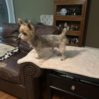 Rescue Yorkshire Terrier Dogs for Adoption in Brentwood, Tennessee - Buster | PetCurious