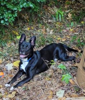 Cane -  Mixed Breed Dog for Adoption in Atlanta, Georgia - Cane | PetCurious