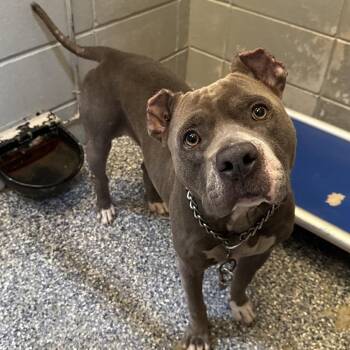 Mambo -  Pit Bull Terrier Dog for Adoption in Beaumont, Texas - Mambo | PetCurious