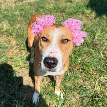 Himari -  American Staffordshire Terrier Dog for Adoption in Pittsburgh, Pennsylvania - Himari | PetCurious
