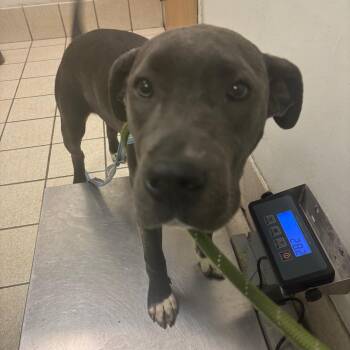 Mixed Breed Dogs Available for Adoption - Nineteen | PetCurious