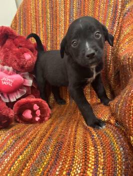 Labrador Retriever Dogs Available for Adoption - Mia | PetCurious