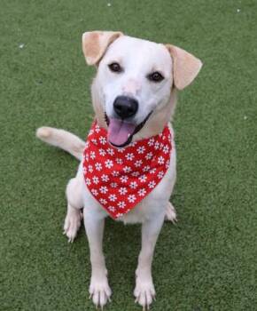 Mixed Breed Dogs Available for Adoption - Lily | PetCurious