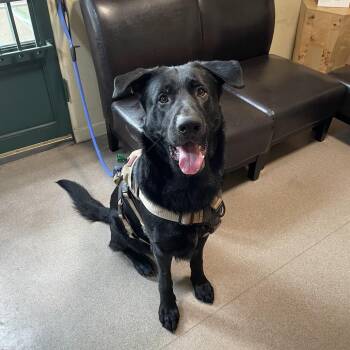 Gusano -  German Shepherd Dog and Mixed Breed Dog for Adoption in Pasadena, California - Gusano | PetCurious