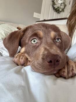 Labrador Retriever and Pit Bull Terrier Dogs Available for Adoption - Max | PetCurious