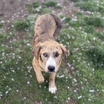 Great Pyrenees and Catahoula Leopard Dog Dogs Available for Adoption in Amarillo, Texas - Chanel | PetCurious