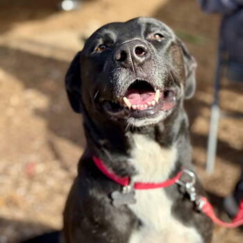 Rescue Labrador Retriever and Terrier Dogs for Adoption in Bloomfield, Connecticut - Ajax | PetCurious