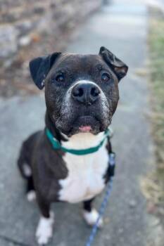 John McClane -  Mixed Breed Dog for Adoption in Cincinnati, Ohio - John McClane | PetCurious