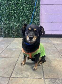 Osito -  Chihuahua and Mixed Breed Dog for Adoption in El Paso, Texas - Osito | PetCurious
