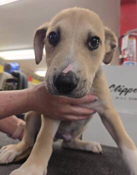 Lennon -  Australian Shepherd and Husky Dog for Adoption in North Olmsted, Ohio - Lennon | PetCurious