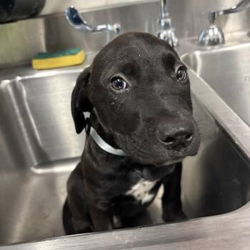 Pepperoni (GRY) -  Labrador Retriever and Mixed Breed Dog for Adoption in League City, Texas - Pepperoni (GRY) | PetCurious