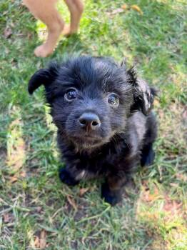 Maltipoo Dogs Available for Adoption - Oz | PetCurious