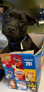 Chiweenie and Parson Russell Terrier Dogs Available for Adoption - HAMILTON  | PetCurious