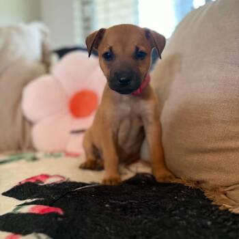 BonBon -  Labrador Retriever and Shepherd Dog for Adoption in Enterprise, Alabama - BonBon | PetCurious