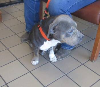 Pit Bull Terrier Dogs Available for Adoption - ETHEL | PetCurious