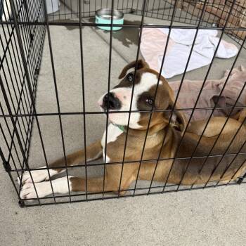 Twinky -  Bull Terrier Dog for Adoption in Littleton, Colorado - Twinky | PetCurious