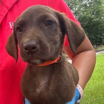 Rescue Mixed Breed Dogs for Adoption in New York, New York - Maggie Mae | PetCurious