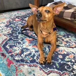 Dachshund Rescue Dogs for Adoption near Lakeland ...