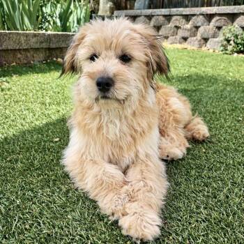 Poodle Dogs Available for Adoption in Mead, Colorado - Ryver  | PetCurious