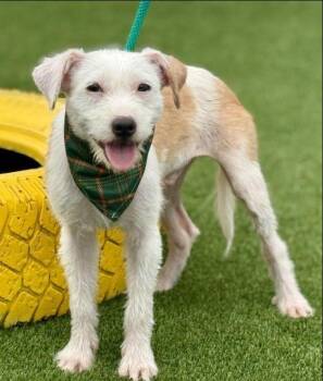 Rescue Terrier Dogs for Adoption in Hondo, Texas - Bugs | PetCurious