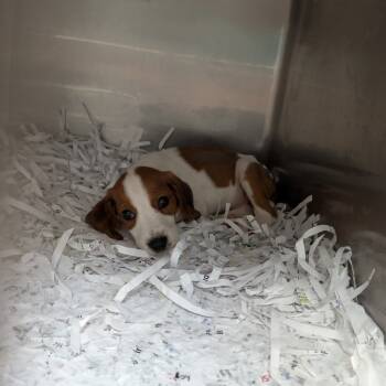 Rescue Plott Hound and Treeing Walker Coonhound Dogs for Adoption in Lakeland, Florida - Quentin | PetCurious