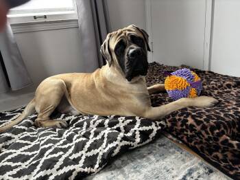 Mastiff Dogs Available for Adoption - Boston (aka "Boss") | PetCurious