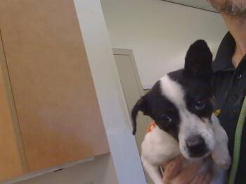 GRUMPY -  Chihuahua and Mixed Breed Dog for Adoption in Sacramento, California - GRUMPY | PetCurious