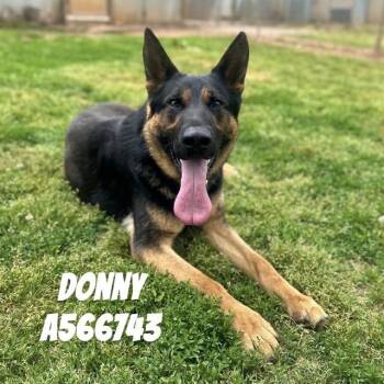 German Shepherd Dog Dogs Available for Adoption - DONNY | PetCurious