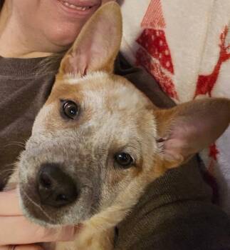 Cattle Dog Dogs Available for Adoption - Elio | PetCurious