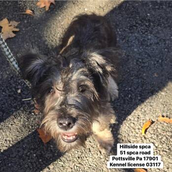 Rescue Schnauzer Dogs for Adoption in Pottsville, Pennsylvania - Tank | PetCurious