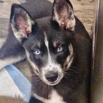 Puff -  Siberian Husky and Husky Dog for Adoption in Blaine, Minnesota - Puff | PetCurious