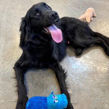 Flat Coated Retriever and Mixed Breed Dogs Available for Adoption in Mankato, Minnesota - England | PetCurious