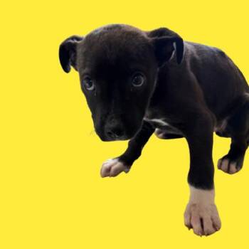 Chocolate Labrador Retriever and Mixed Breed Dogs Available for Adoption - Beansprout | PetCurious