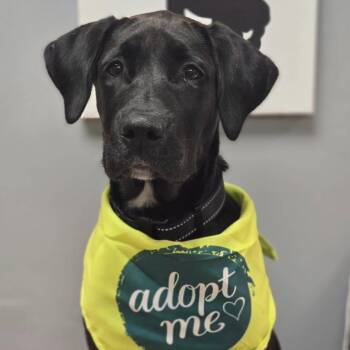 Ruckus -  Great Dane and Labrador Retriever Dog for Adoption in Effingham, Illinois - Ruckus | PetCurious