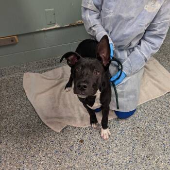 Black Labrador Retriever Dogs Available for Adoption in Greenville, South Carolina - Puppuccino | PetCurious