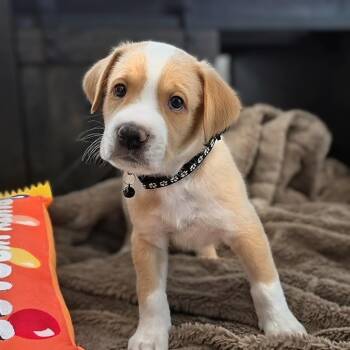 Kobe -  Labrador Retriever Dog for Adoption in Cleveland, Texas - Kobe | PetCurious