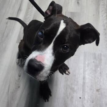 Two-wheel drive -  Terrier Dog for Adoption in St. Louis, Missouri - Two-wheel Drive | PetCurious