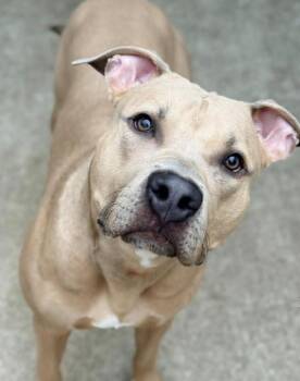 Pit Bull Terrier Dogs Available for Adoption in Chicago, Illinois - Cappuccino | PetCurious