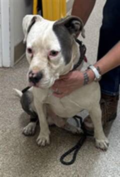 Pit Bull Terrier and Mixed Breed Dogs Available for Adoption in Albuquerque, New Mexico - QUINCE | PetCurious