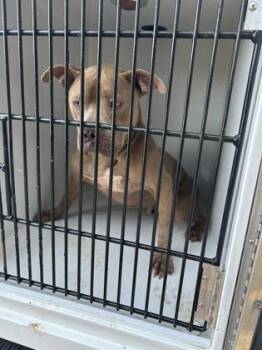 JOHN STREET -  Pit Bull Terrier and Mixed Breed Dog for Adoption in Atlanta, Georgia - JOHN STREET | PetCurious
