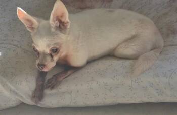 GRANDMASTER -  Chihuahua Dog for Adoption in San Antonio, Texas - GRANDMASTER | PetCurious