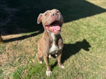 Rescue Pit Bull Terrier Dogs for Adoption in Grovetown, Georgia - CANNON | PetCurious