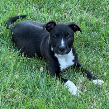 Venti -  Pit Bull Terrier Dog for Adoption in Little Rock, Arkansas - Venti | PetCurious